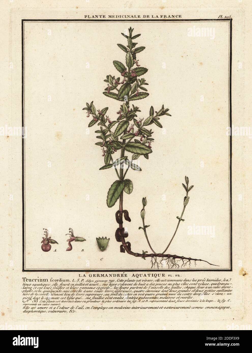 Water germander, la germandree aquatique, Teucrium scordium. Copperplate engraving printed in three colours by Pierre Bulliard from his Herbier de la France, ou collection complete des plantes indigenes de ce royaume, Didot jeune, Debure et Belin, 1780-1793. Stock Photo