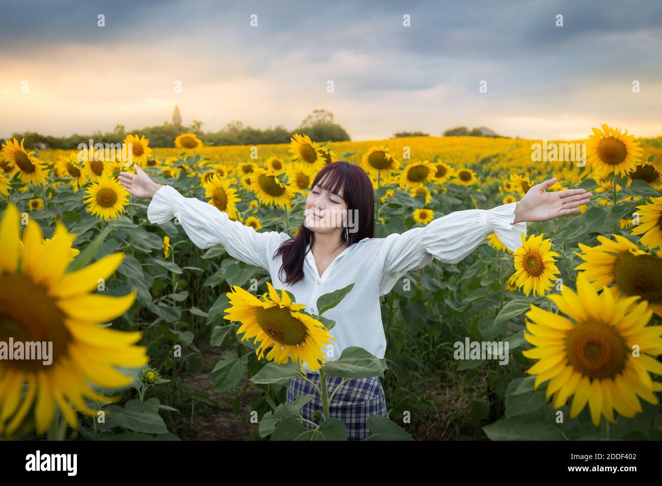 Happy enjoy summer girl in sunflower field in spring. Asian young woman ...