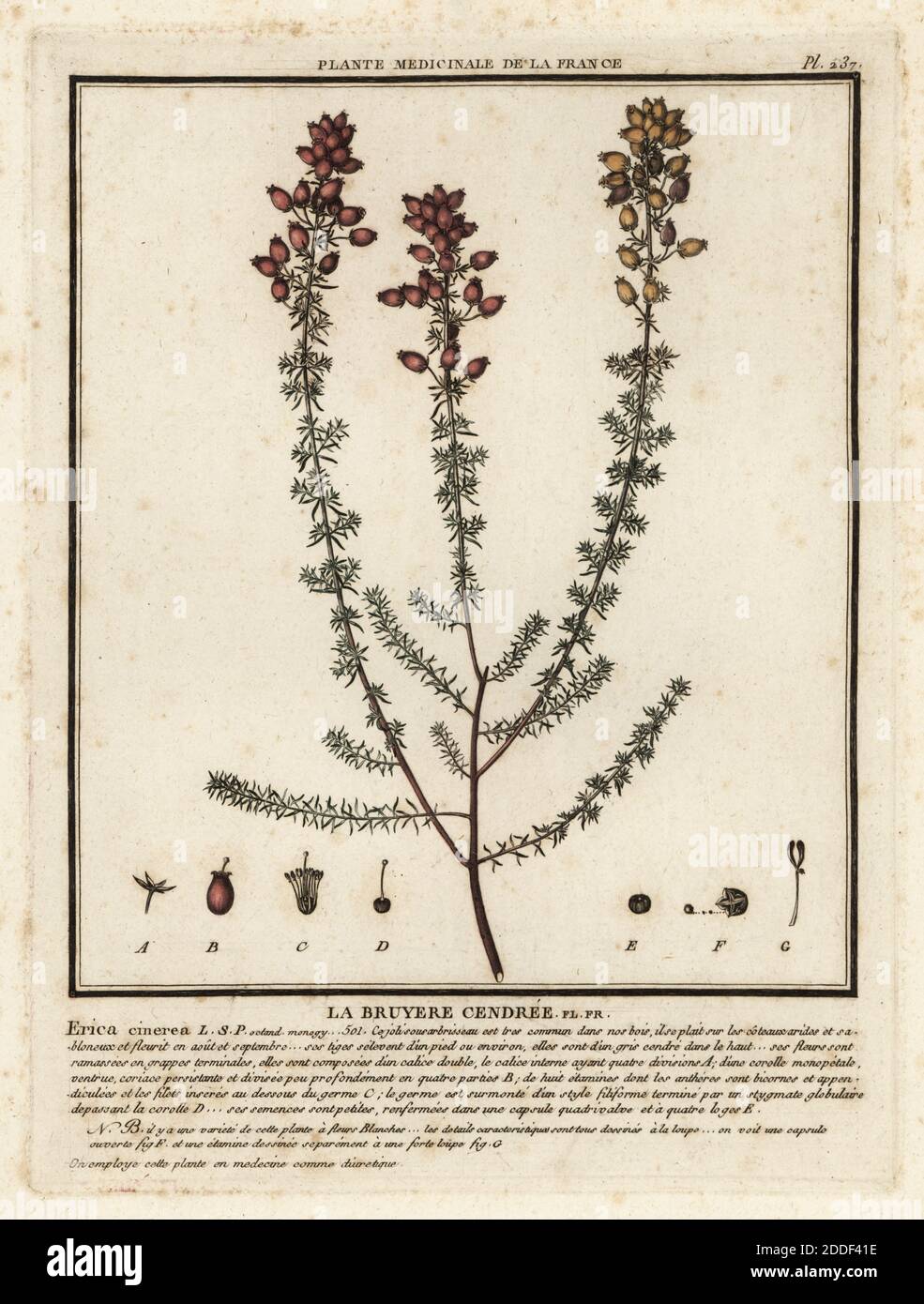 Bell heather, la bruyere cendree, Erica cinerea. Copperplate engraving printed in three colours by Pierre Bulliard from his Herbier de la France, ou collection complete des plantes indigenes de ce royaume, Didot jeune, Debure et Belin, 1780-1793. Stock Photo