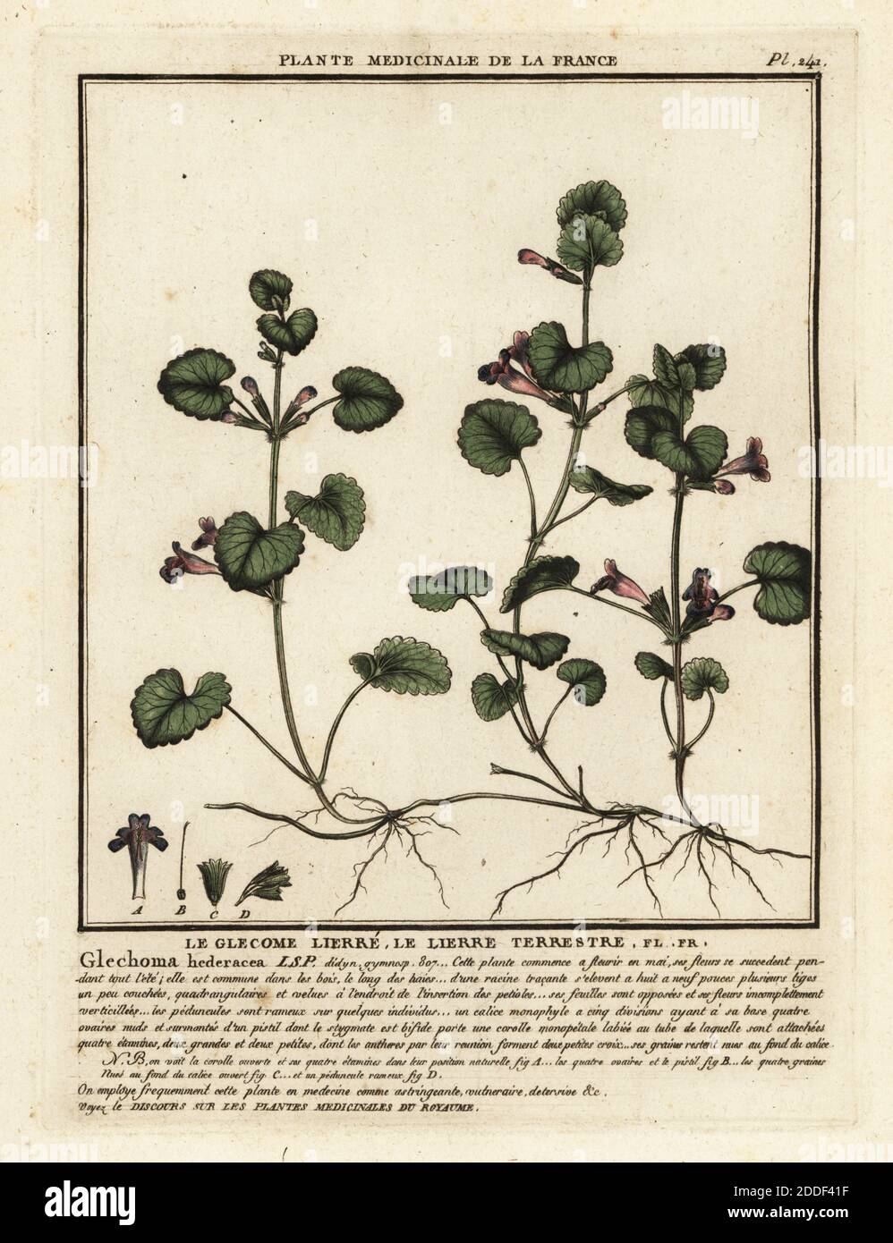 Ground ivy, le glecome lierre, le lierre terrestre, Glechoma hederacea. Copperplate engraving printed in three colours by Pierre Bulliard from his Herbier de la France, ou collection complete des plantes indigenes de ce royaume, Didot jeune, Debure et Belin, 1780-1793. Stock Photo