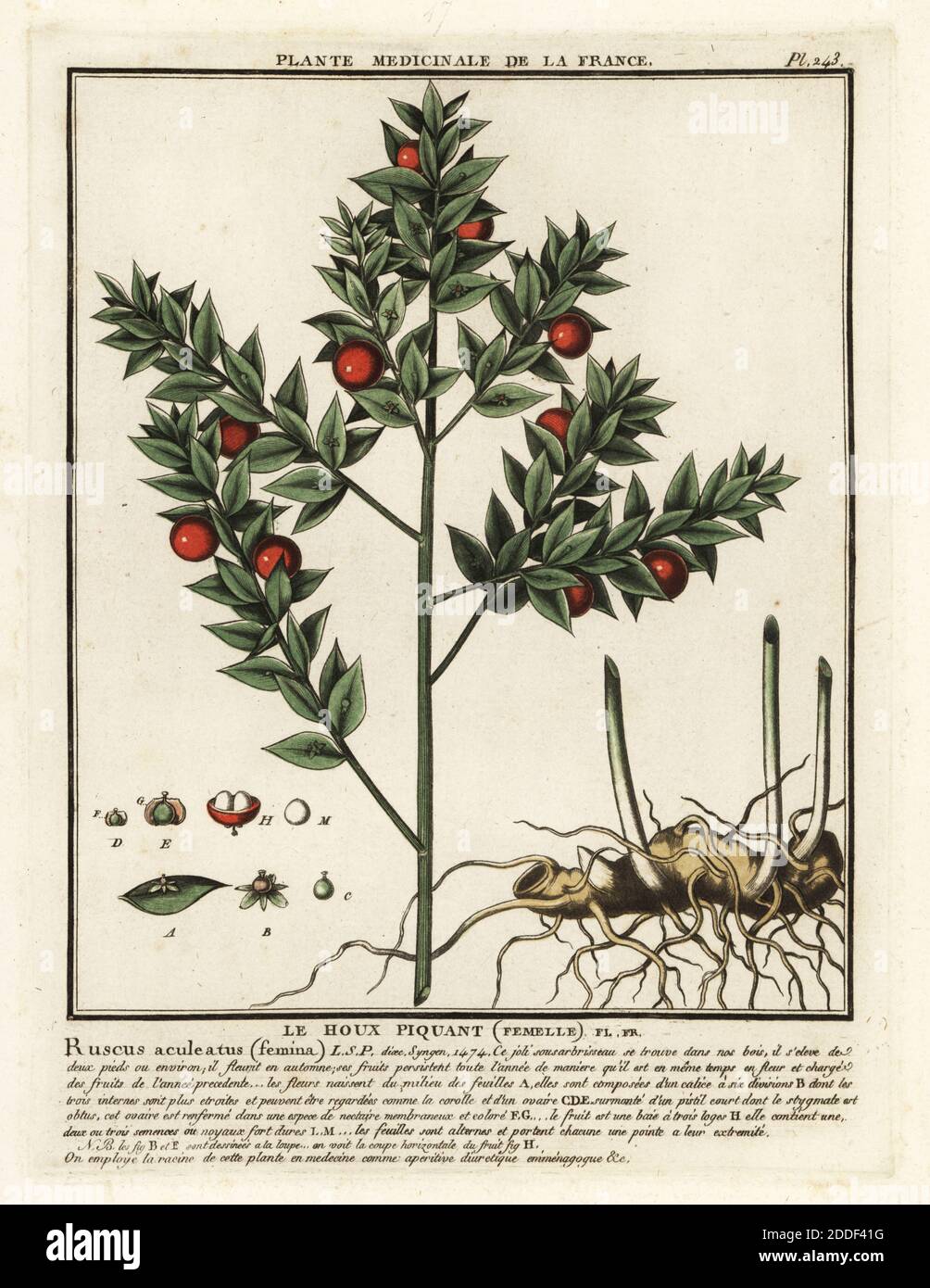 Butcher’s broom, le houx piquant (femelle), Ruscus aculeatus (femina). Copperplate engraving printed in three colours by Pierre Bulliard from his Herbier de la France, ou collection complete des plantes indigenes de ce royaume, Didot jeune, Debure et Belin, 1780-1793. Stock Photo