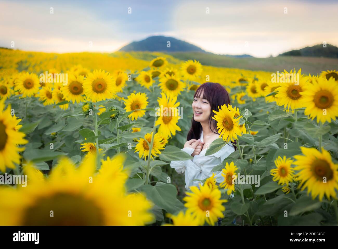 Happy enjoy summer girl in sunflower field in spring. Asian young woman ...