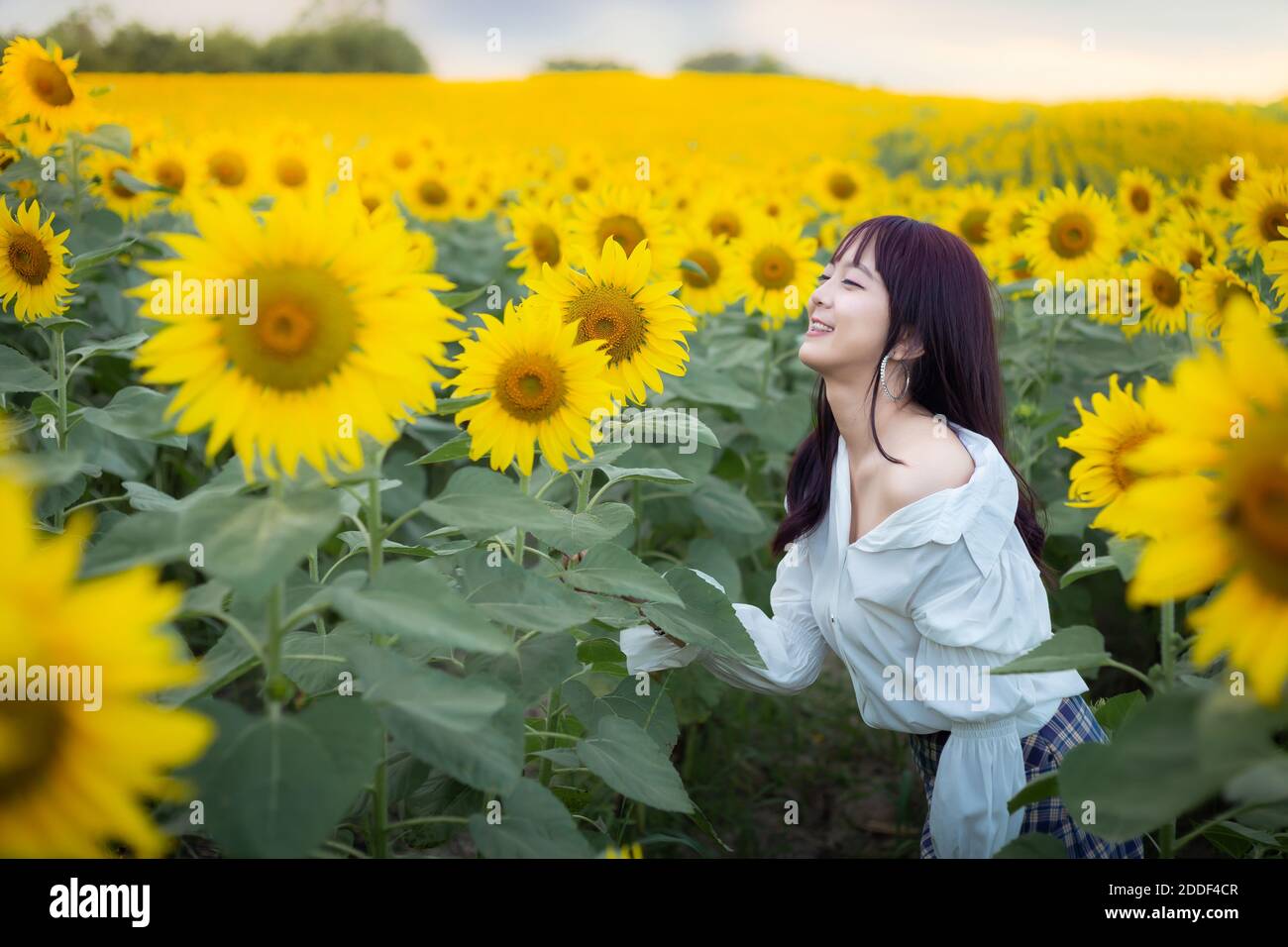 Happy enjoy summer girl in sunflower field in spring. Asian young woman ...
