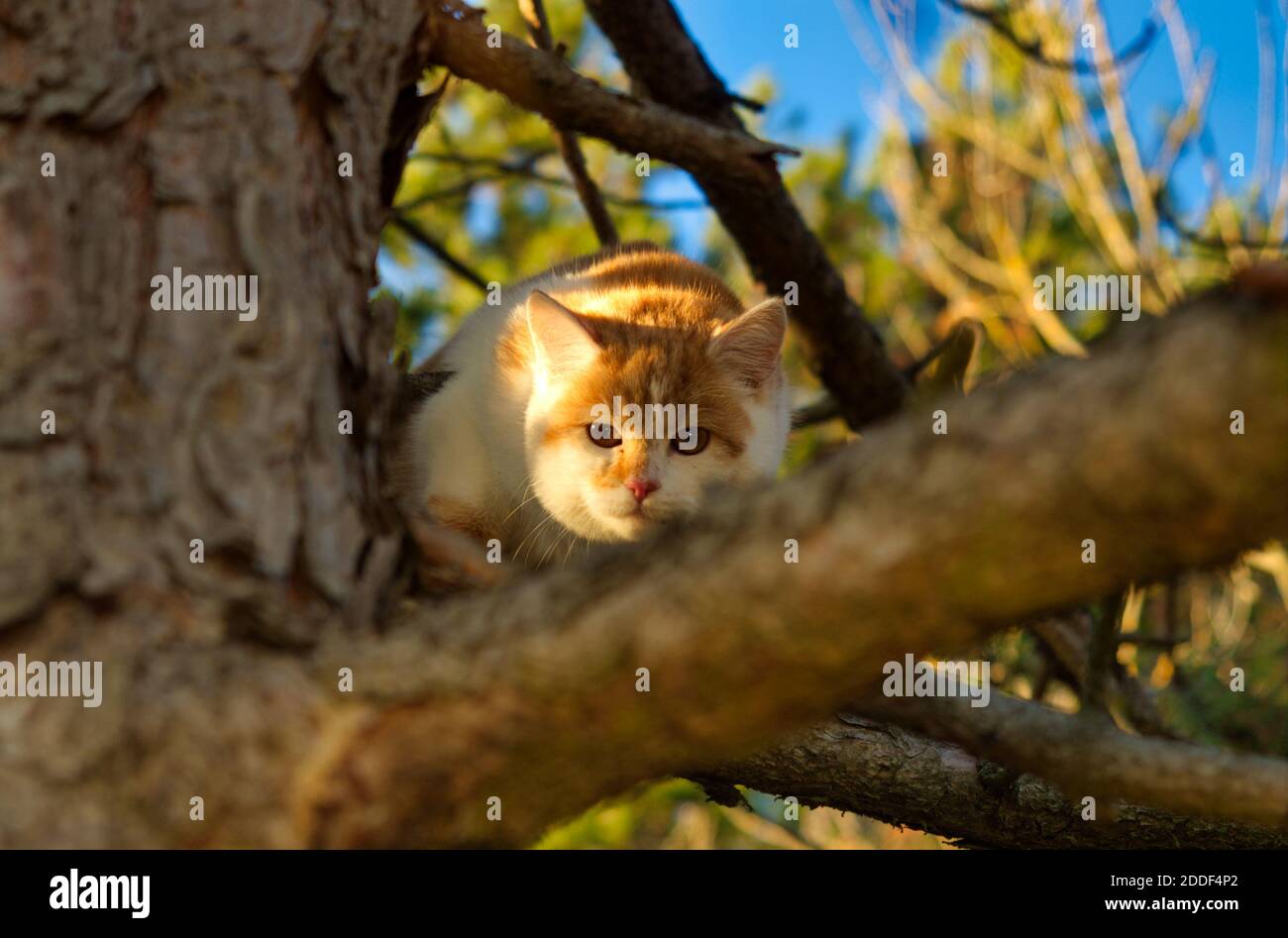 A cute cat sits on a tree in the nature Stock Photo