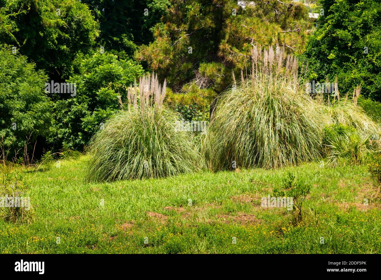 Pampas Grass or Cortaderia selloana or Cortaderia Cello or Cortaderia dioecious in natural decoration city park. Stock Photo