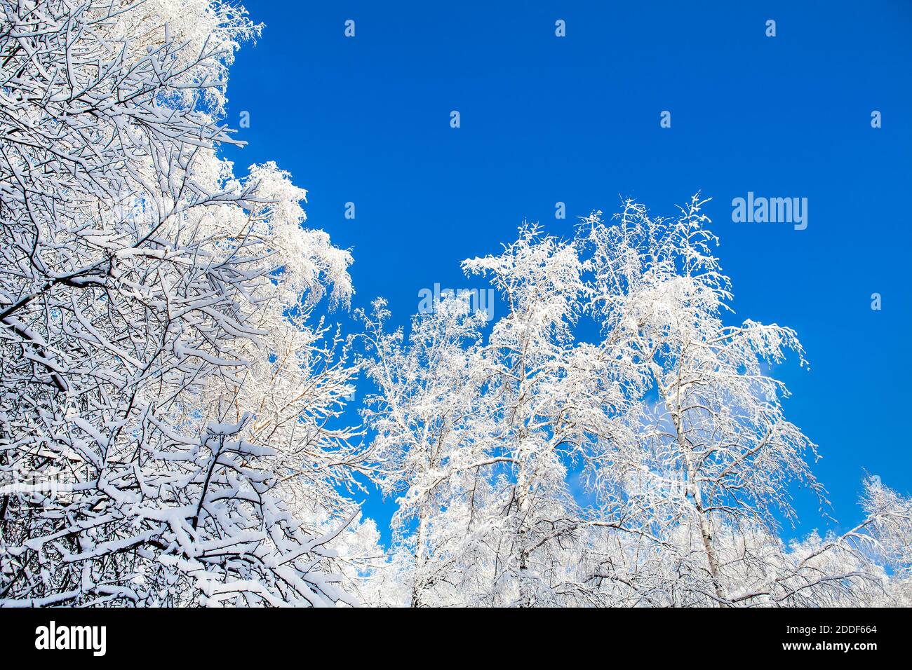 Trees in the Snow on the Blue Sky Background Stock Photo - Alamy