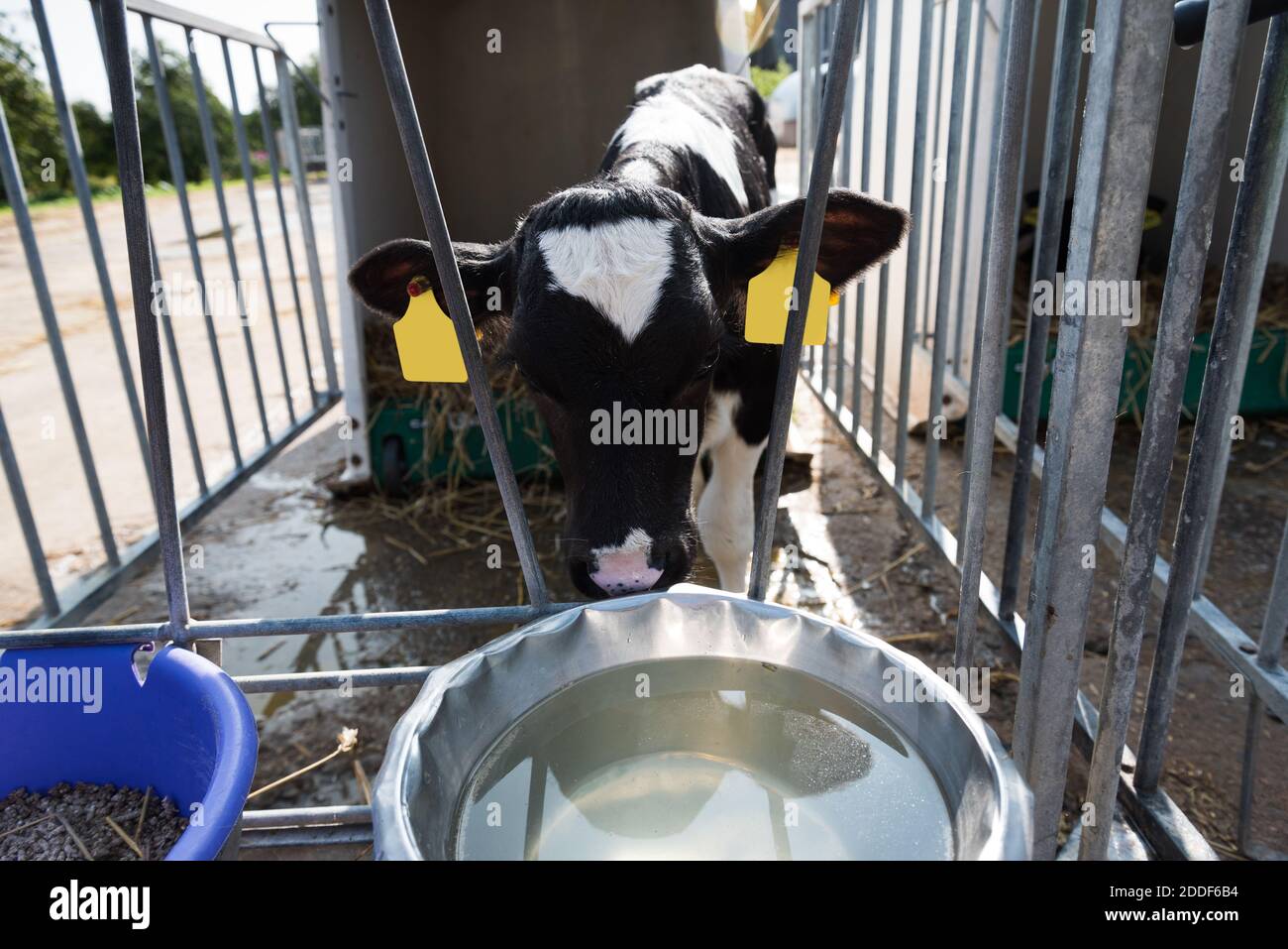 New calf in the paddock Stock Photo - Alamy