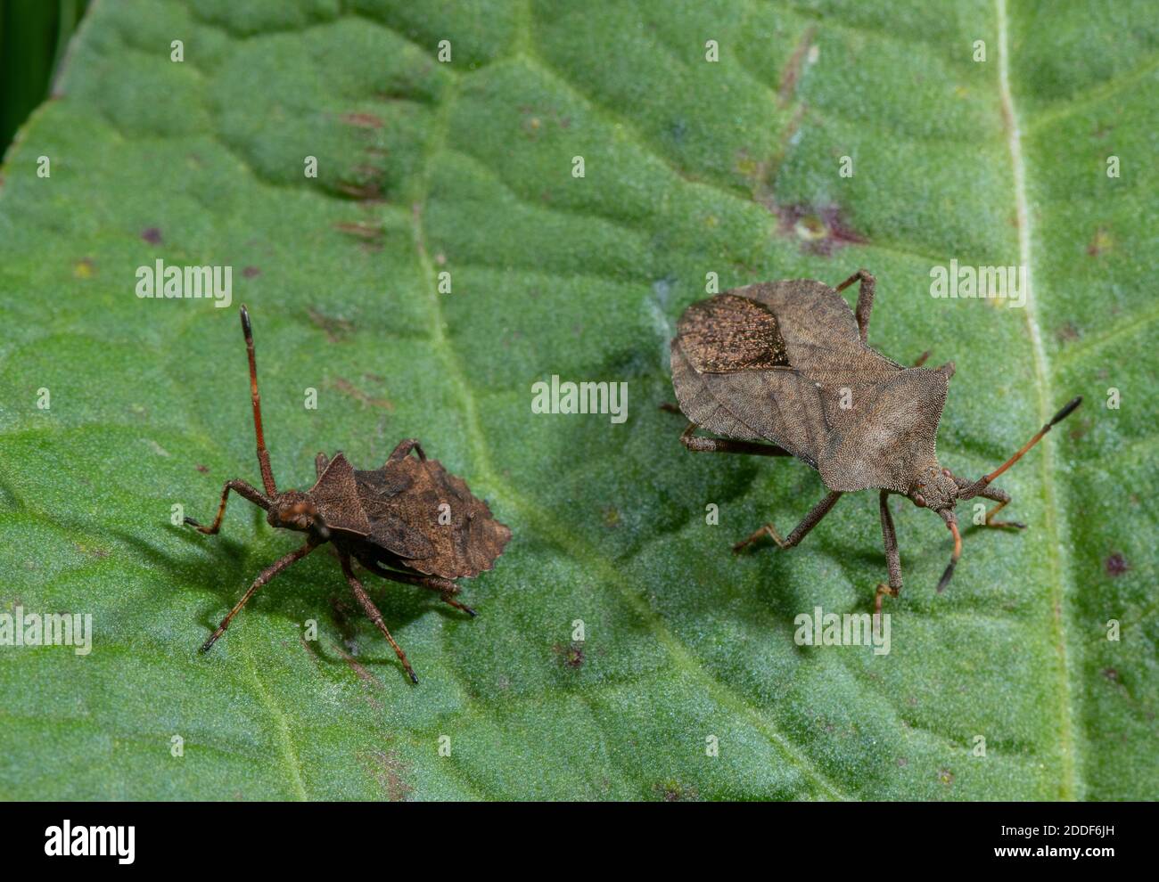 Dock bug, Coreus marginatus, - adult and nymph - on dock leaf. Stock Photo