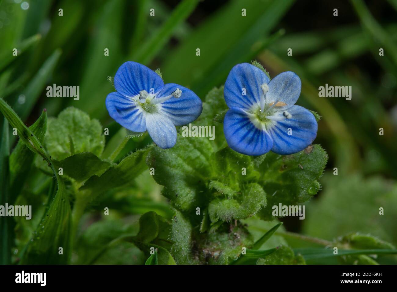 Common field-speedwell, Veronica persica, in flower in disturbed ground, late summer. Stock Photo