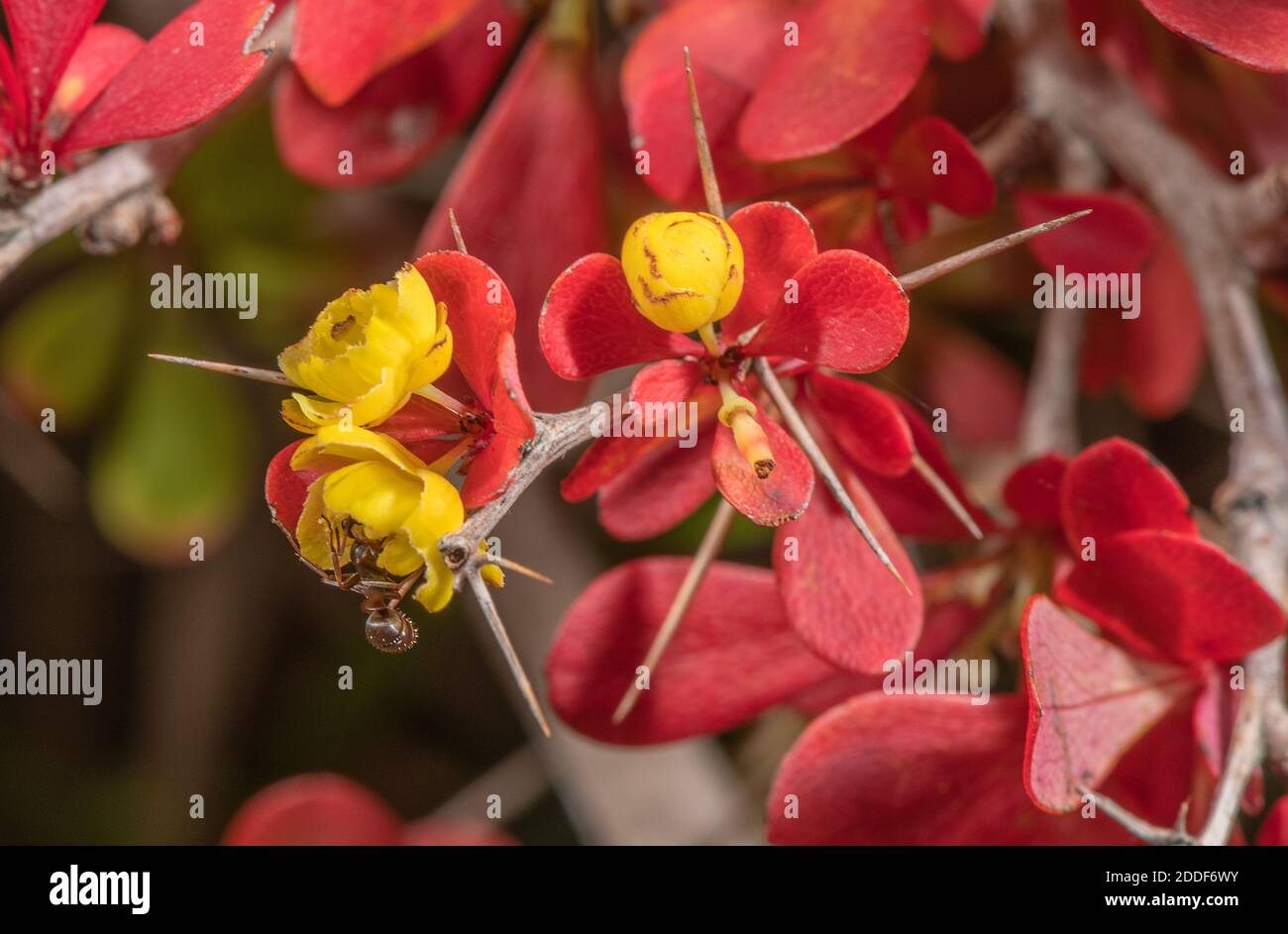 Flowers and autumnal leaves of Japanese barberry, Berberis thunbergii, with ant pollinators. Dorset. Stock Photo