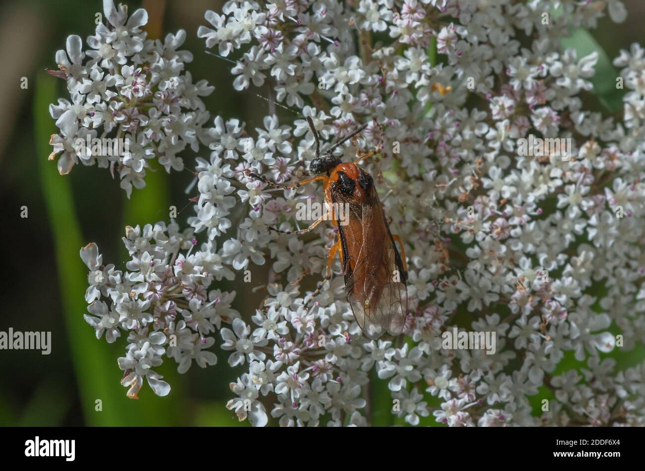 Turnip sawfly, Athalia rosae, feeding on umbellifer flower. Dorset. Stock Photo