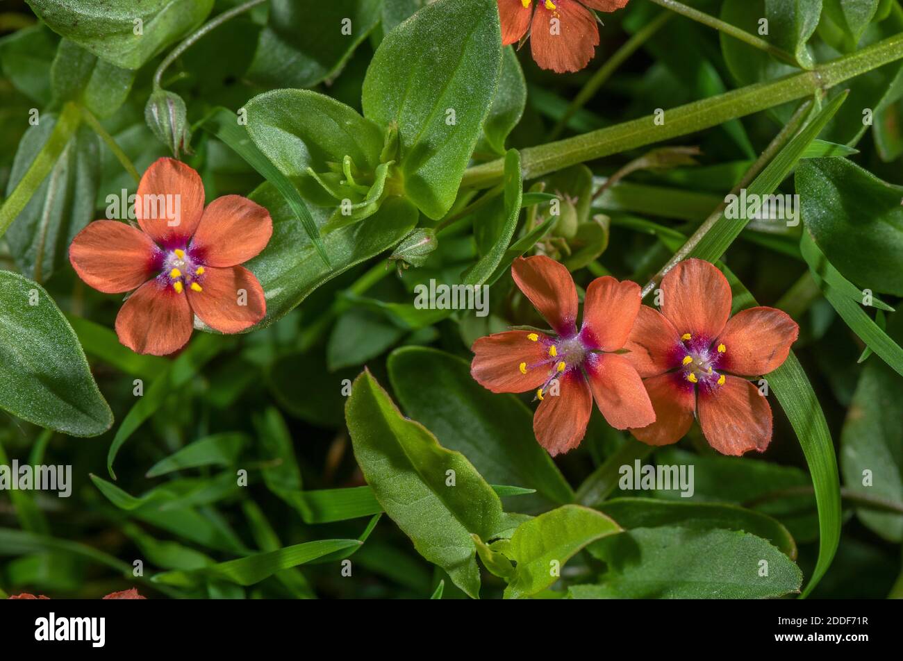 scarlet-pimpernel-flower-hi-res-stock-photography-and-images-alamy