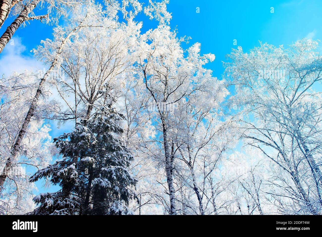 Trees in the Snow on the Blue Sky Background Stock Photo - Alamy