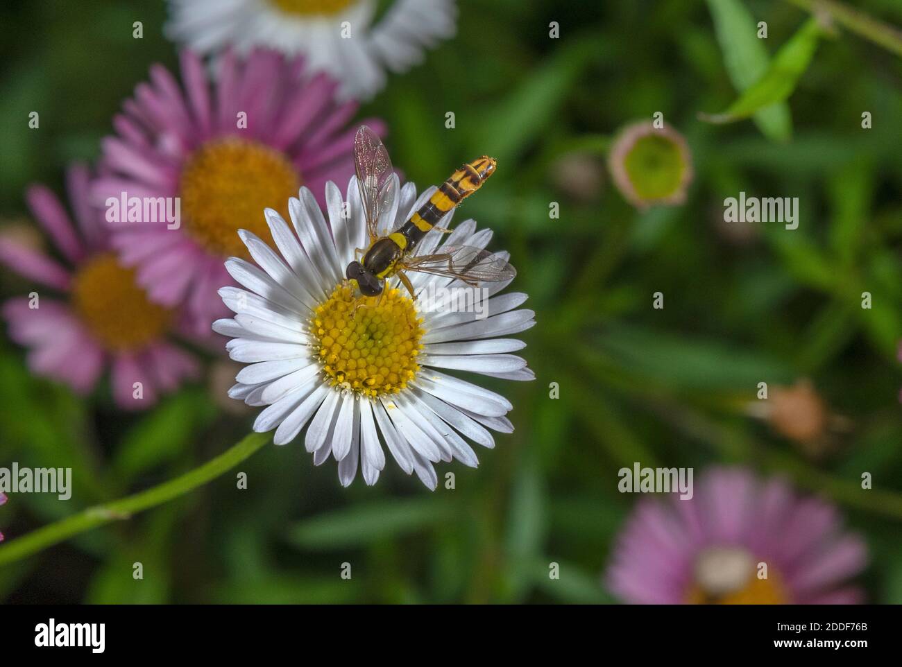 Long Hoverfly, Sphaerophoria scripta, feeding on Mexican fleabane in garden. Stock Photo