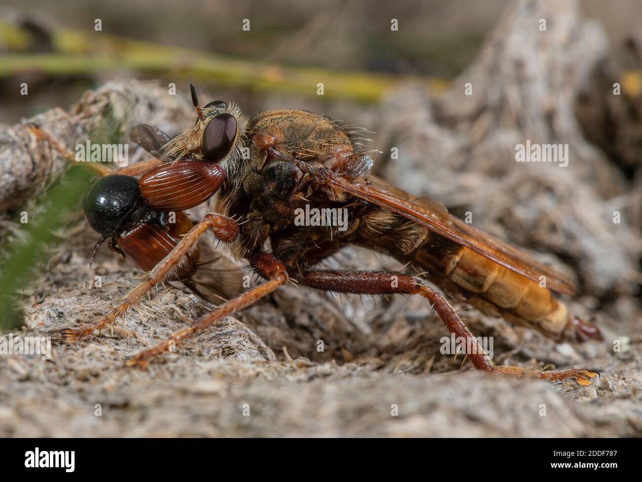 Male Hornet robberfly, Asilus crabroniformis, with its prey, a small ...