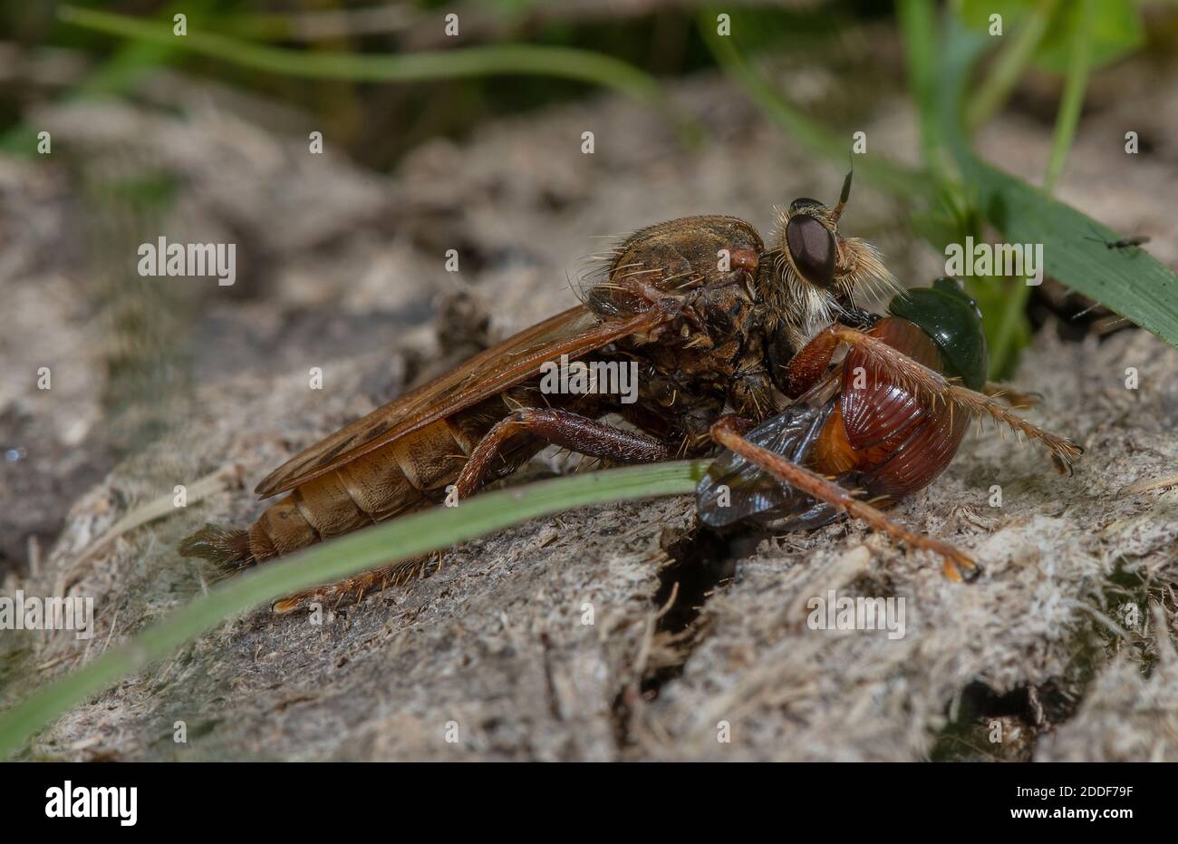 Male Hornet robberfly, Asilus crabroniformis, with its prey, a small ...
