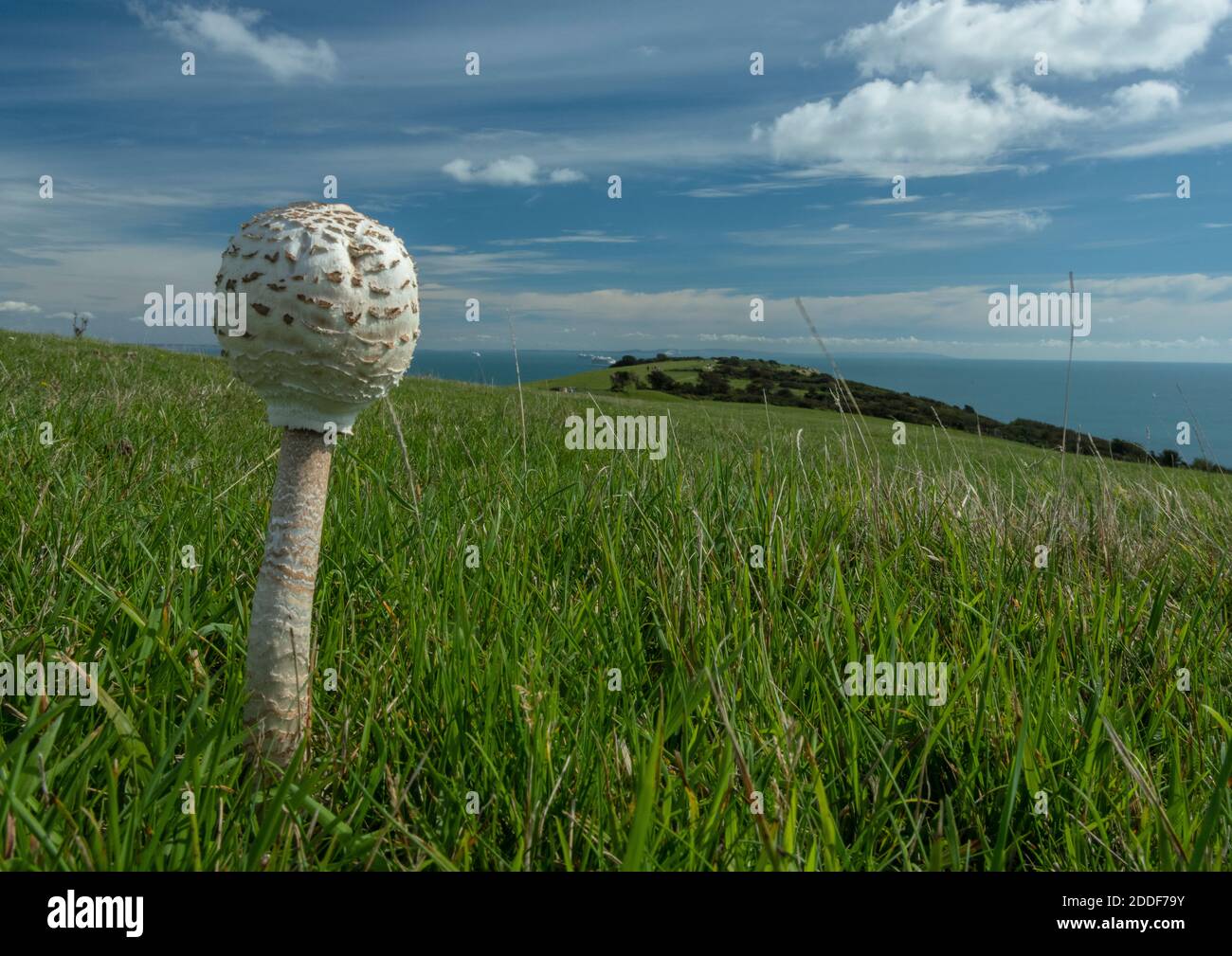 Young Parasol, Macrolepiota procera, fungus growing in chalk grassland, Ballard Down, Dorset. Stock Photo