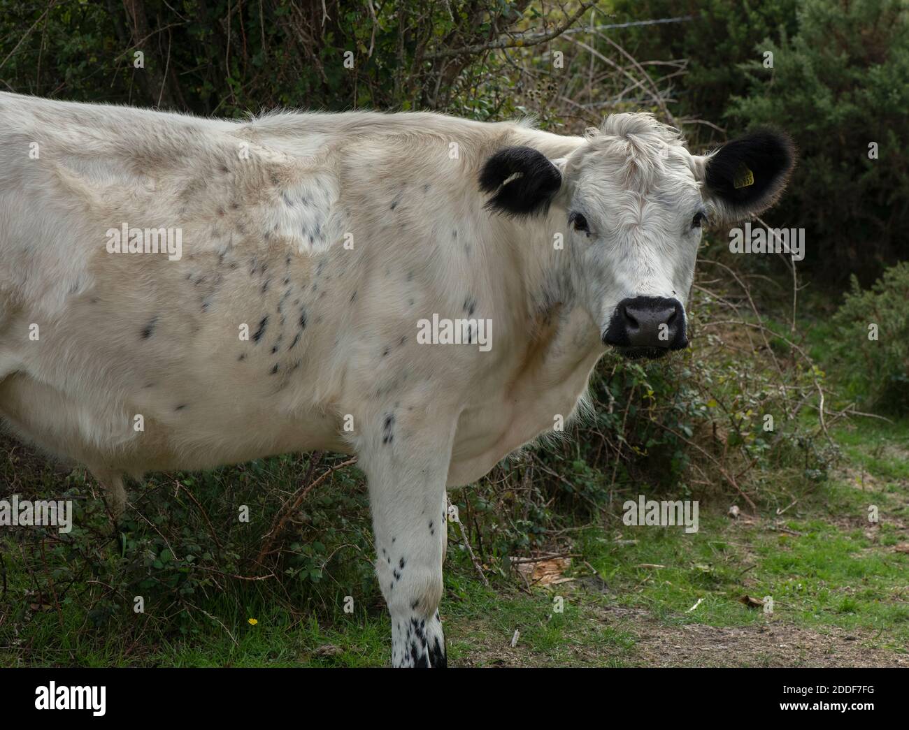 British White cattle grazing heathland at Stoborough Heath, Purbeck, Dorset. Stock Photo