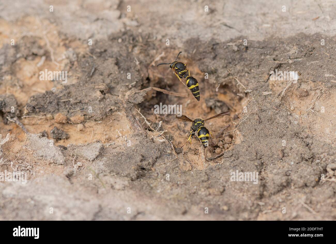 Female Heath Potter wasps, Eumenes coarctatus, collecting nest-building mud on Hartland Moor, Purbeck, Dorset. Stock Photo