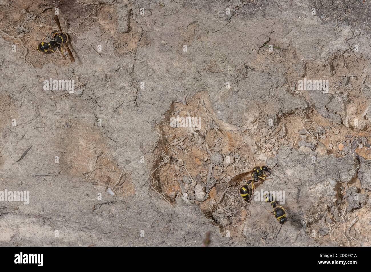 Female Heath Potter wasps, Eumenes coarctatus, collecting nest-building mud on Hartland Moor, Purbeck, Dorset. Stock Photo