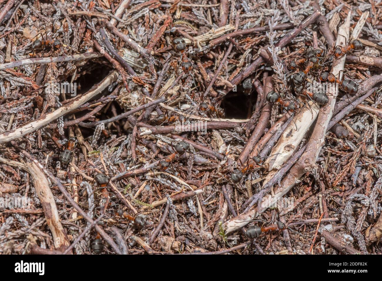 Southern Wood Ants, Formica rufa, active around the nest holes. Stock Photo
