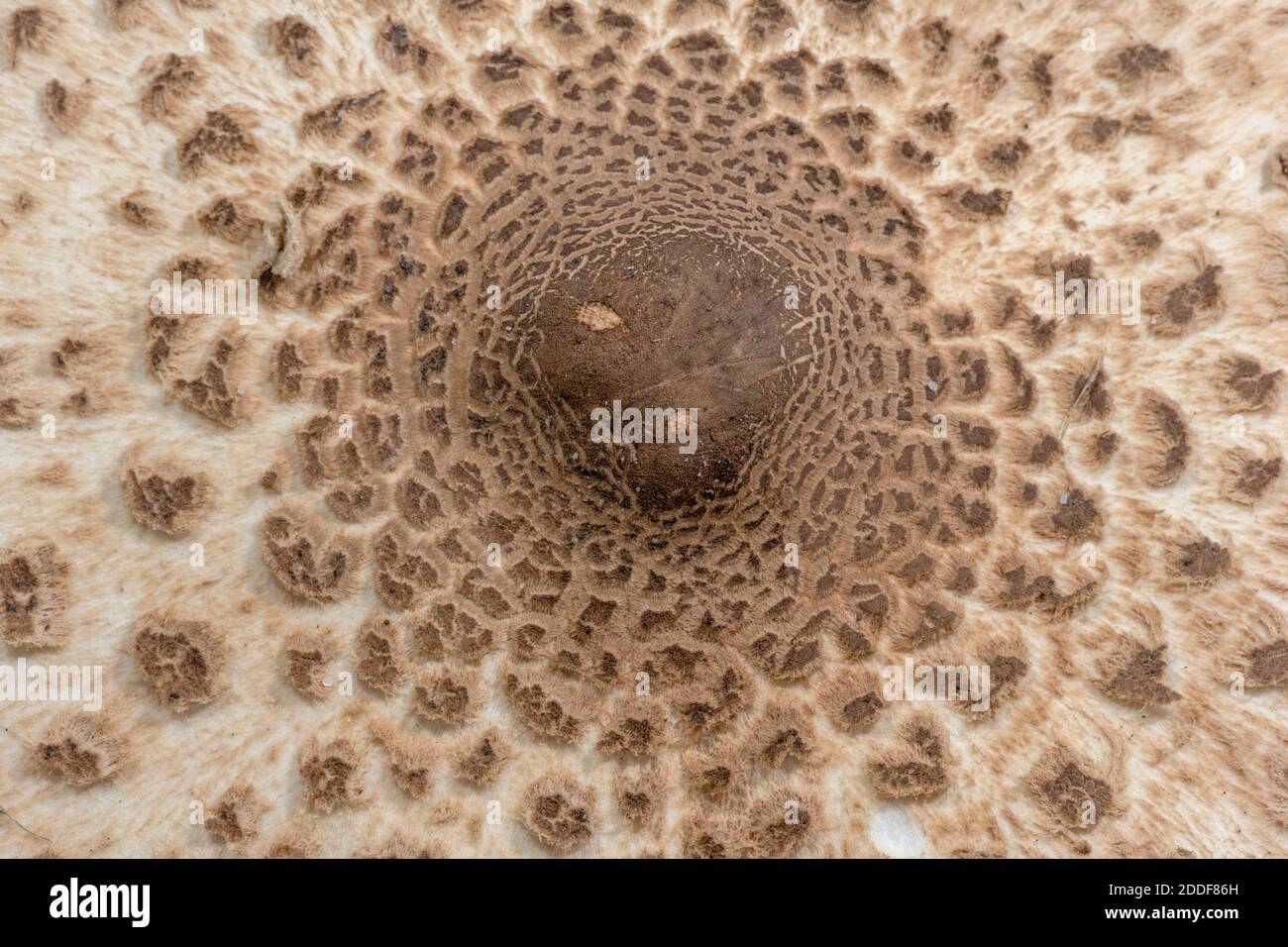 Cap of parasol mushroom, Macrolepiota procera in close-up Stock Photo