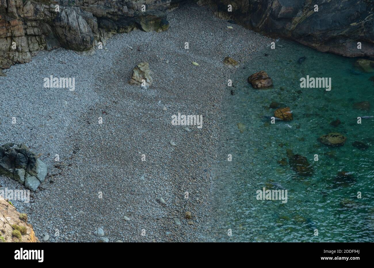 Sheltered cove near Martinshaven with breeding Grey seals, Halichoerus grypus, Pembrokeshire Coast National Park. Wales. Stock Photo