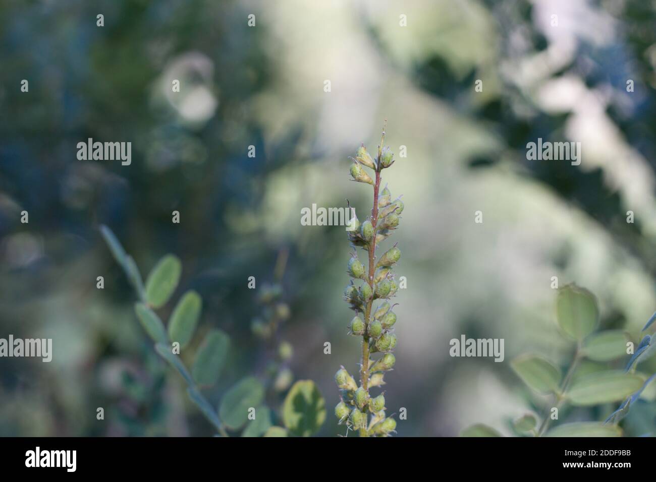 Green legume fruit, Chaparral Singlepetal Indigo, Amorpha Californica, Fabaceae, native shrub, San Bernardino Mountains, Transverse Ranges, Summer. Stock Photo