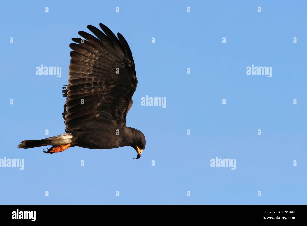 Snail Kite (Rostrhamus sociabilis) Stock Photo