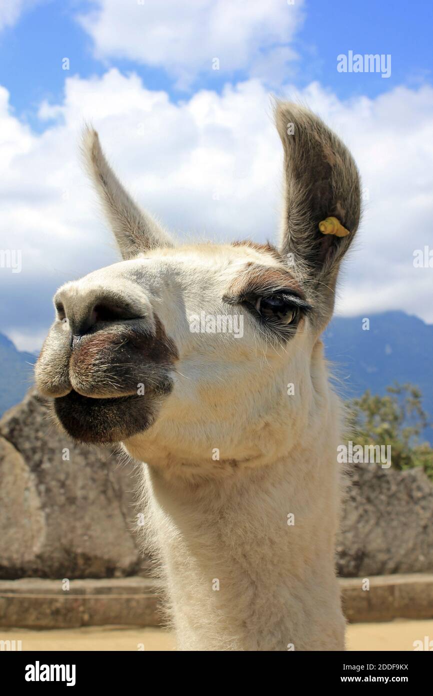 Llama at Machu Picchu, Peru Stock Photo