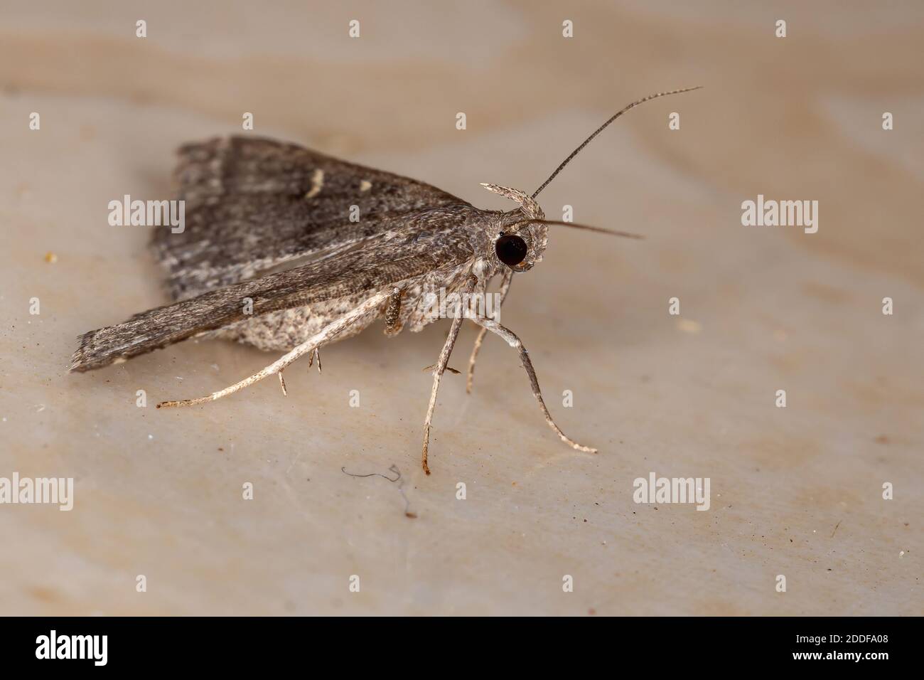 Litter Moth of the Subfamily Herminiinae Stock Photo