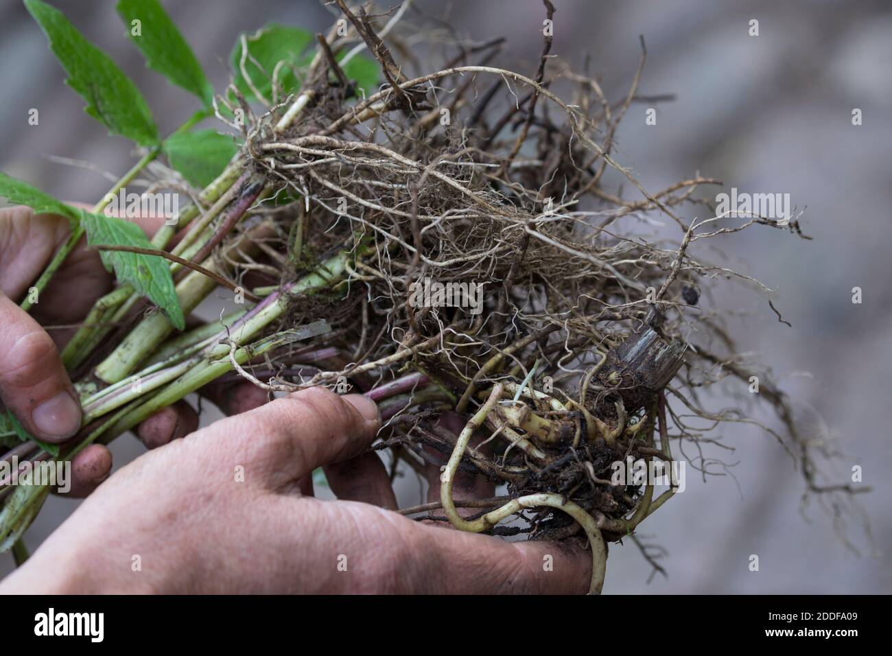 BaldrianWurzeln, BaldrianWurzeln, Baldrianwurzeln, Wurzelernte