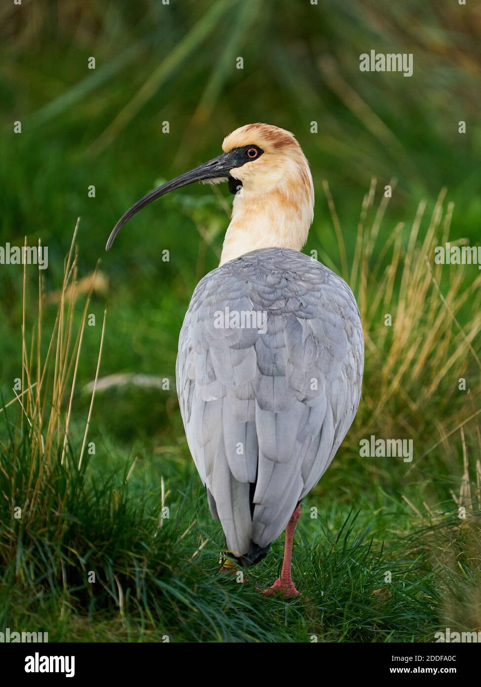 Black-faced ibis in its natural enviroment Stock Photo