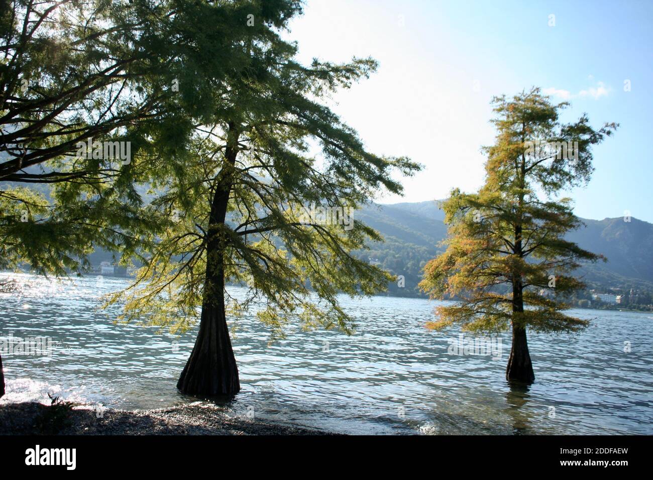 Wide curvy bodied trees grown in the water. Green beautiful trees with needle leaves in the blue waters of sea, lake, ocean, river dam pool. Stock Photo