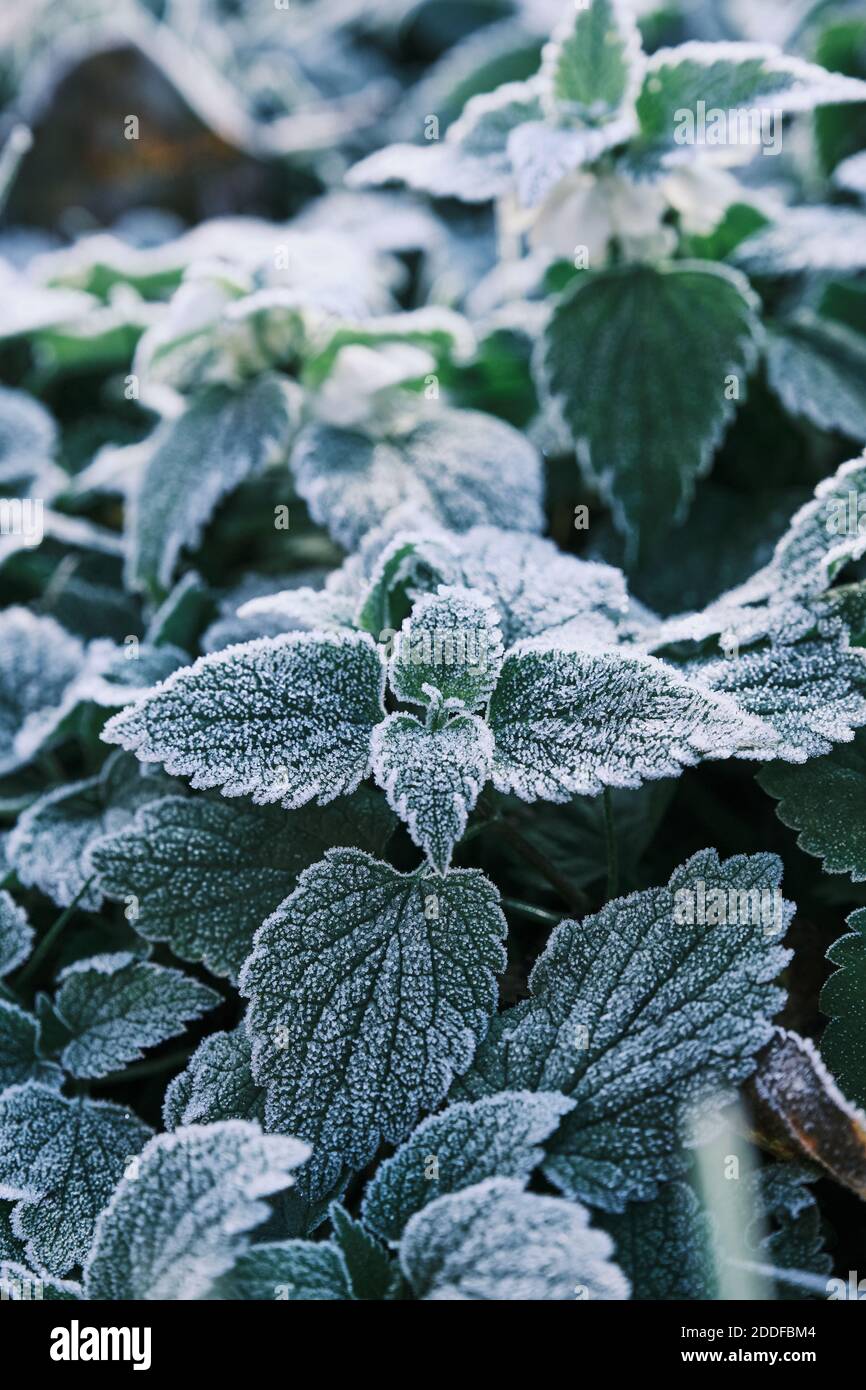 Partial focus Photo of nettle mint leaves covered with frost. Close up partial focus Stock Photo