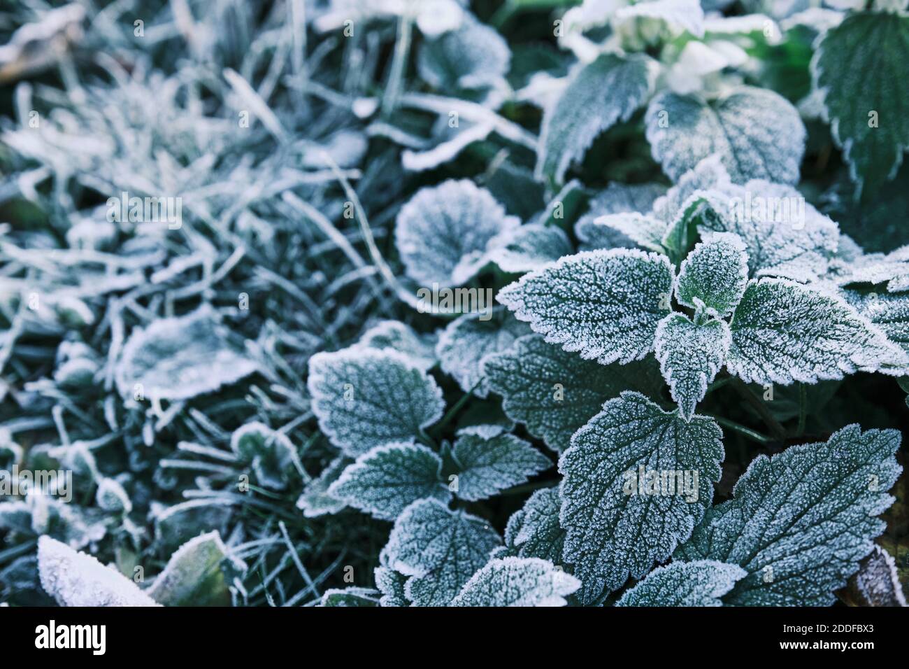 Partial focus Photo of nettle mint leaves covered with frost. Close up partial focus Stock Photo