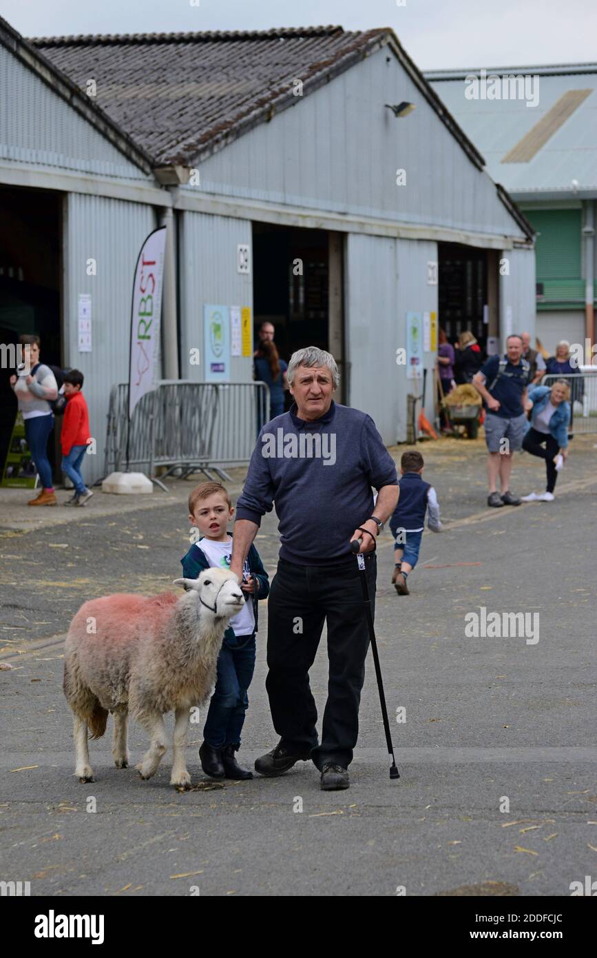 A man moving sheep around the showground at the Royal Welsh Show, Builth Wells, 2019 Stock Photo