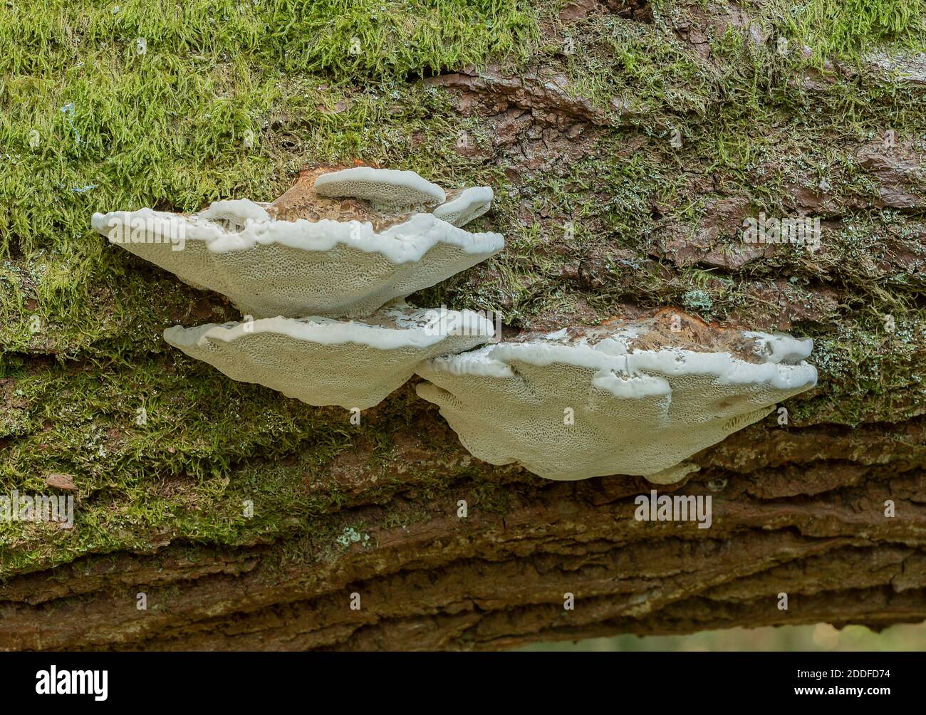 A bracket fungus, Blushing bracket, Daedalopsis confragosa, on fallen willow trunk. Stock Photo