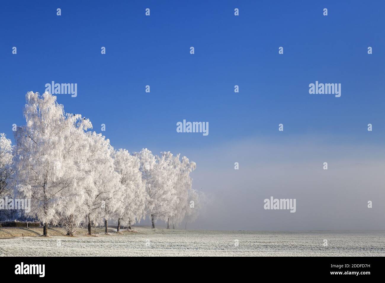 geography / travel, Germany, Bavaria, Schlehdorf, white frost on the birch in the Kochelseemoor, Schle, Additional-Rights-Clearance-Info-Not-Available Stock Photo