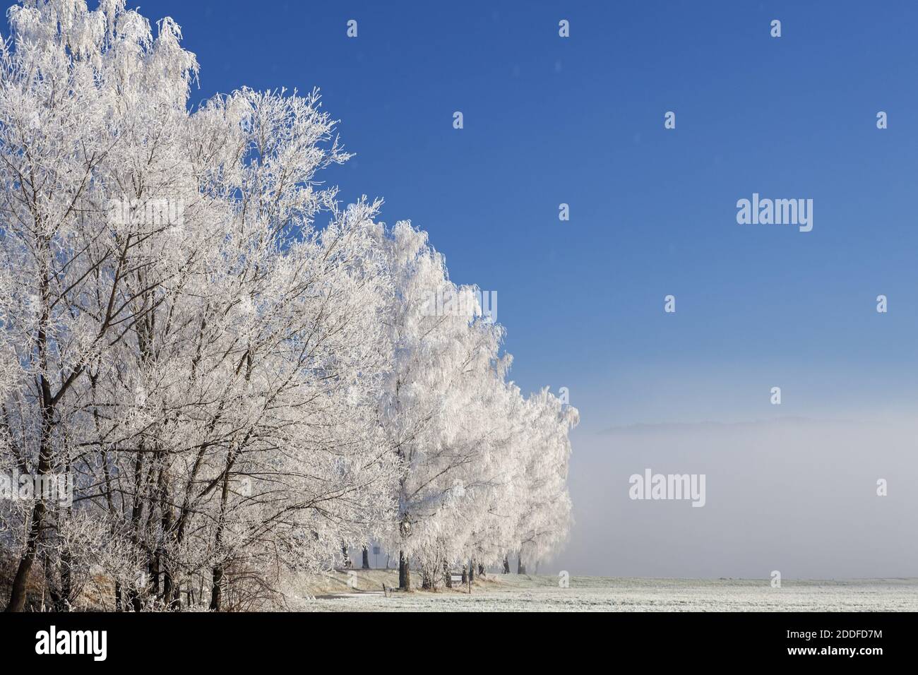 geography / travel, Germany, Bavaria, Schlehdorf, white frost on the birch in the Kochelseemoor, Schle, Additional-Rights-Clearance-Info-Not-Available Stock Photo
