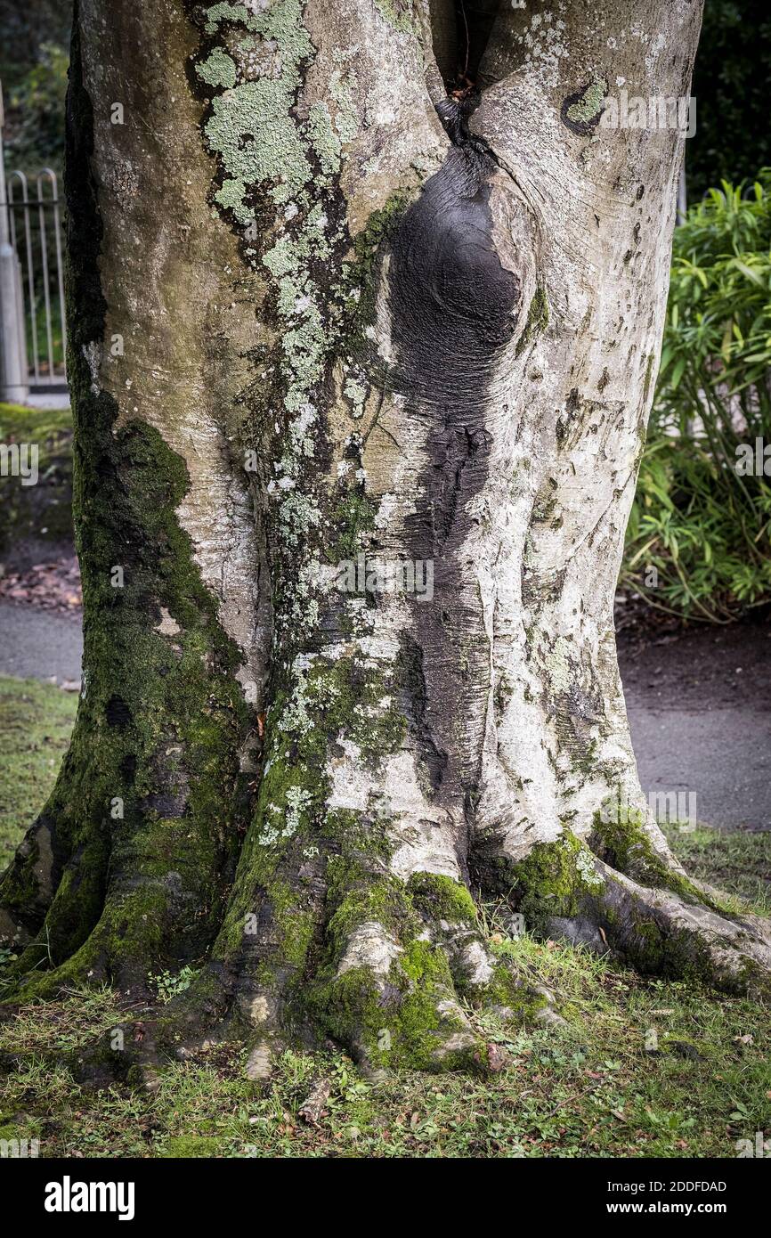 Copper beech tree hires stock photography and images Alamy