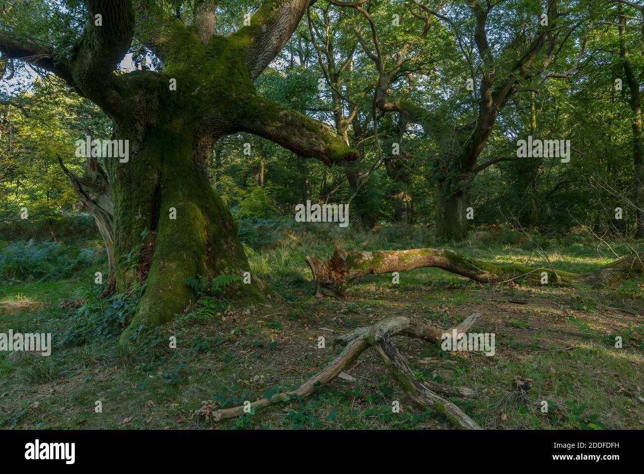 Ancient woodland habitat in Savernake Forest, Wiltshire - old pollard oaks, dead and dying wood etc. Stock Photo