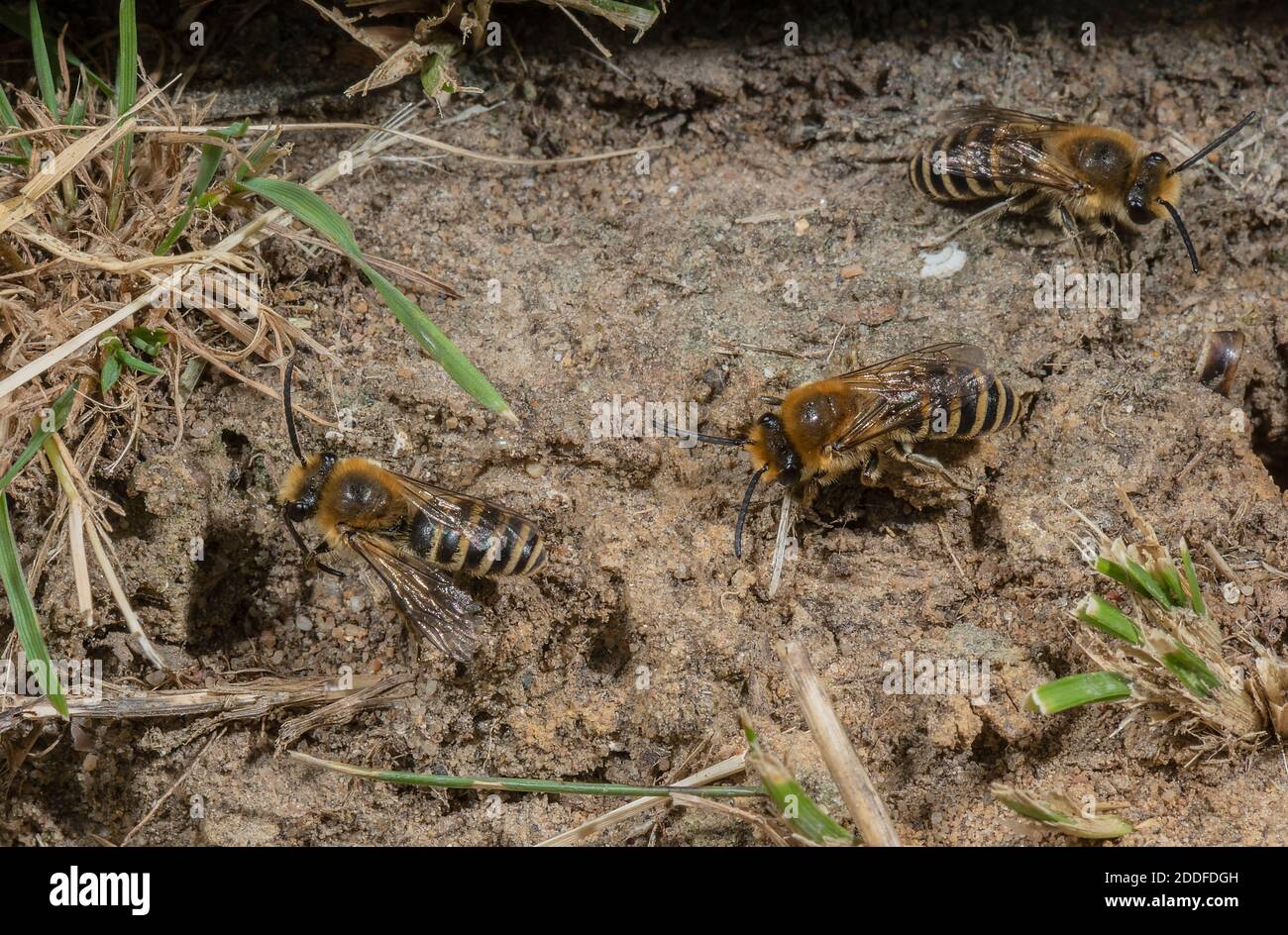 Ivy bees, Colletes hederae, at breeding colony in late summer. Stock Photo