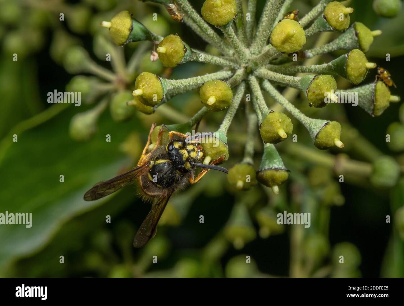 Common wasp, Vespula vulgaris, feeding on Ivy flowers in late summer. Stock Photo
