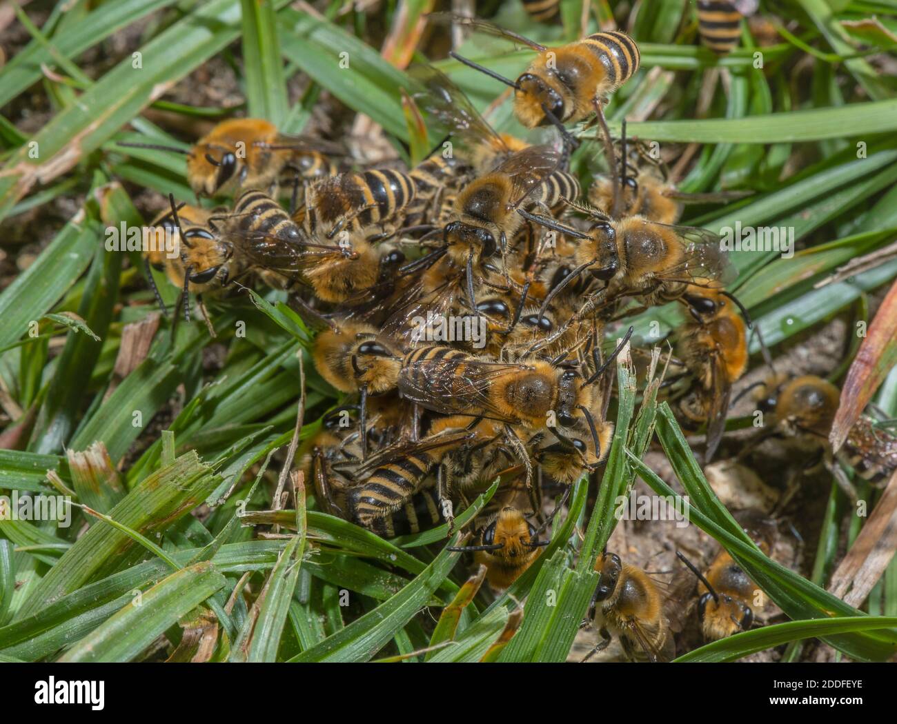 Action of mating hires stock photography and images Alamy