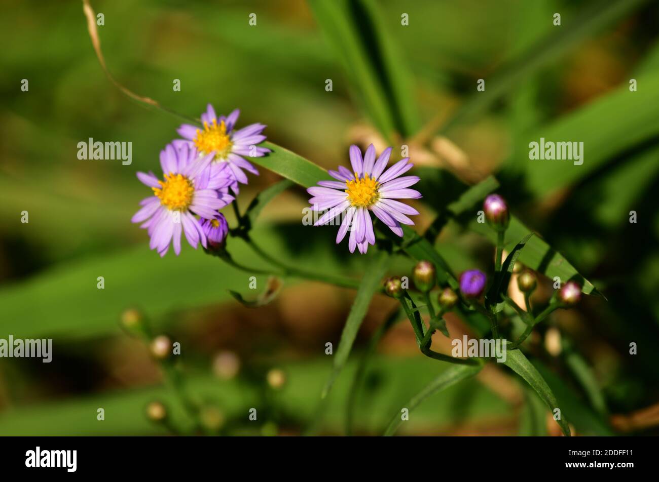Flowering Alpine asters (Aster alpinus)in a meadow. Austria, Europe Stock Photo