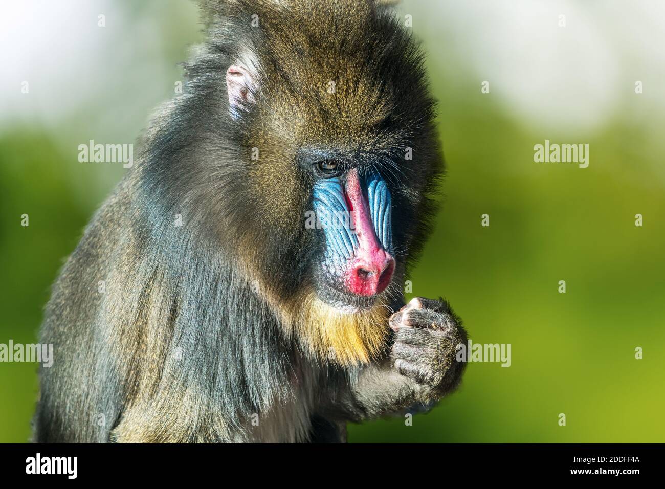 Portrait of male mandrill monkey with red nose. Stock Photo
