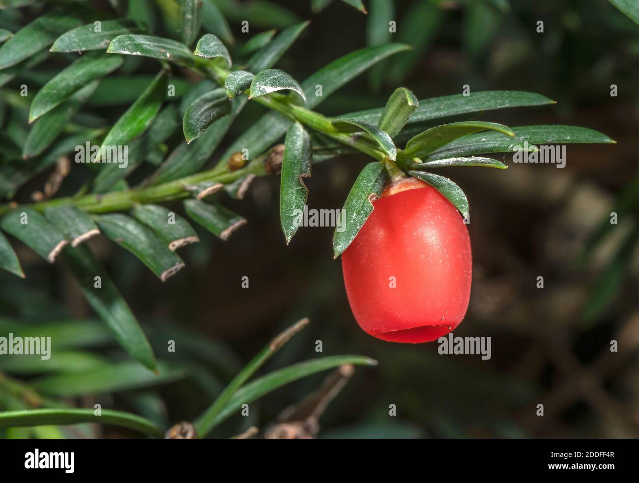 Ripe Seed cone of Common yew, Taxus baccata, with aril. Stock Photo
