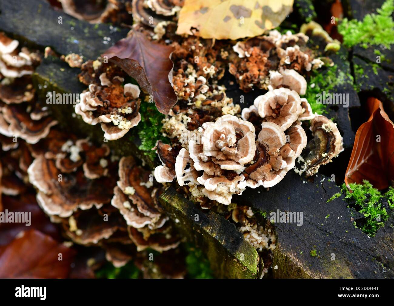 Silverleaf fungus (Chondrostereum purpureum) on tree trunk. Stock Photo