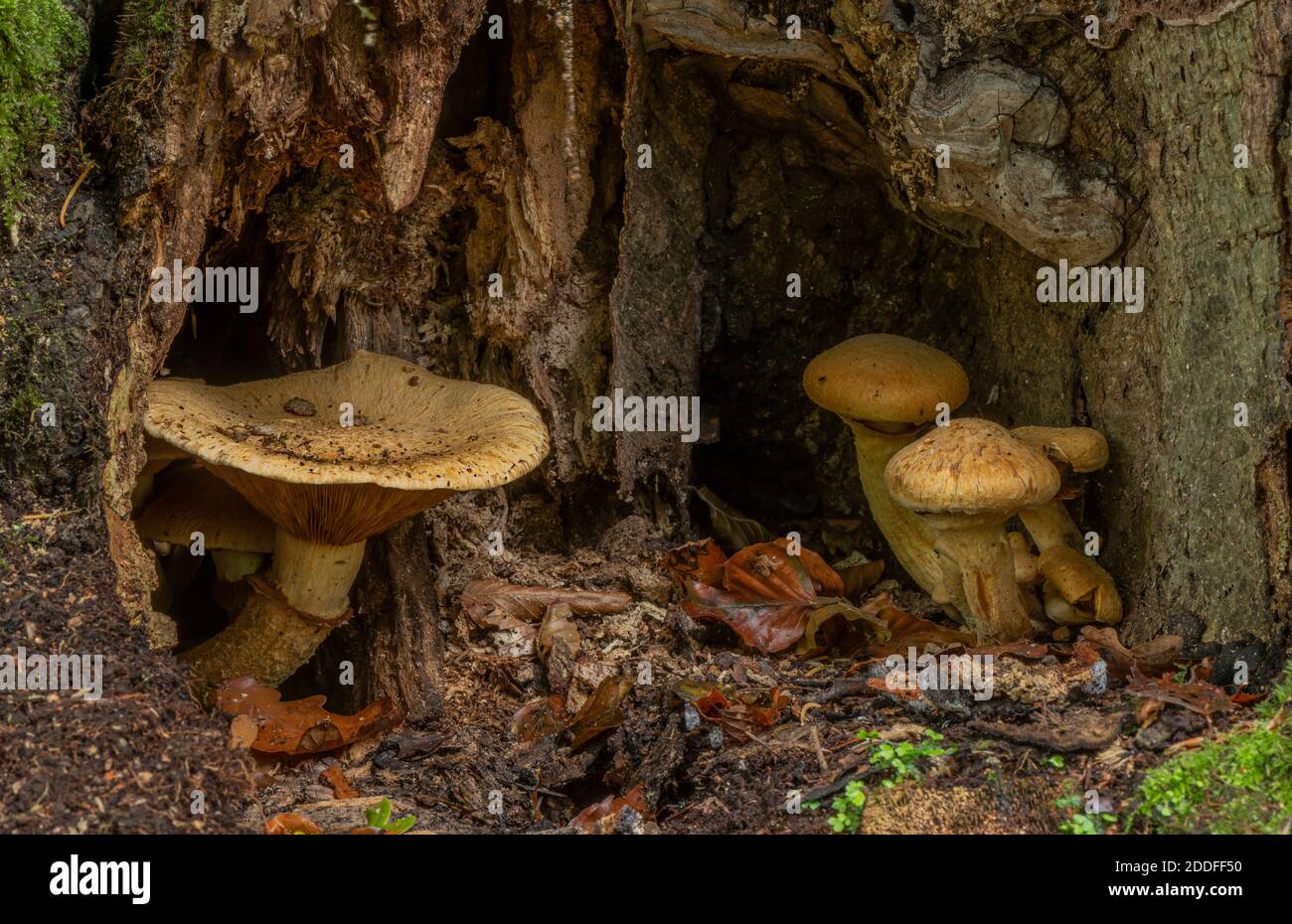 Spectacular Rustgill, Gymnopilus spectabilis, growing in cavity in old beech tree. New Forest. Stock Photo